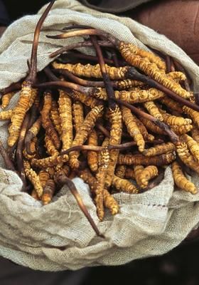 Himalayan Gold Rush 2011 Watcha Pedia It is endemic to the tibetan plateau, including the. pedia watcha com