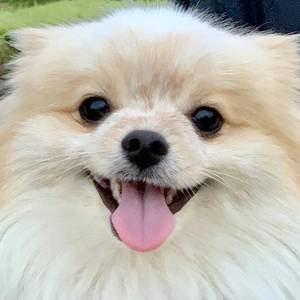 웃기는짜장부들