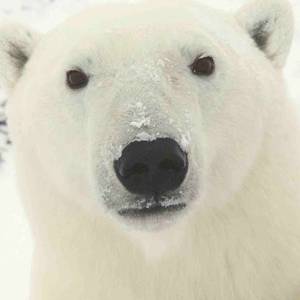 북극곰은