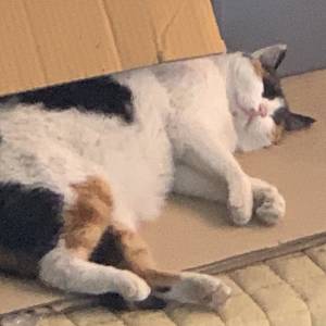 누워서보는야옹이