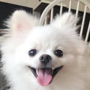 송송