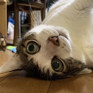 ブルーおにぎり