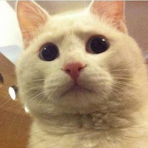 레몬나르고빚갚으리오