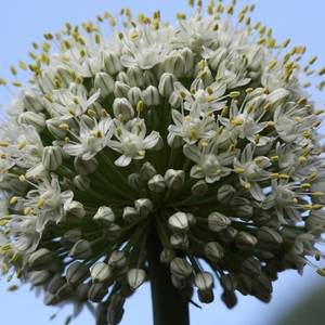 양파에 싹이나서 조희망