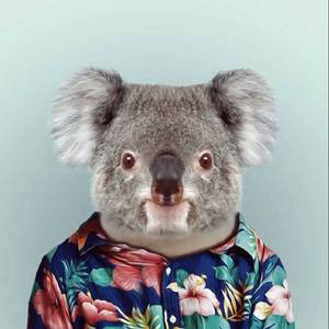 영화 보는 코알라