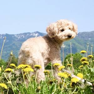 なな