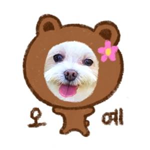 아롱