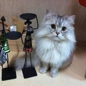 야홍아그만울어