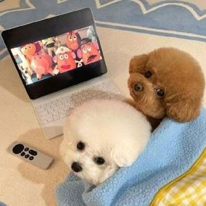 정선