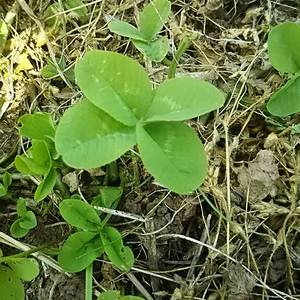 まじママんじ🍀