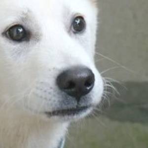 왈왈 멍멍 깨갱