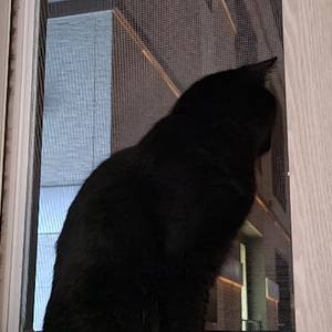 J. J. (에이브럼스 아님)