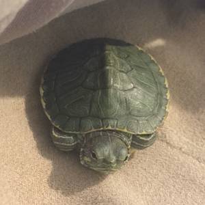 의외로빨리헤엄치는거북이