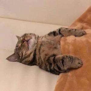 맵싹이
