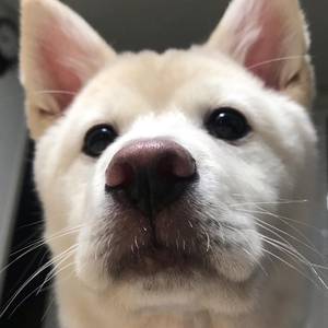 minishiba