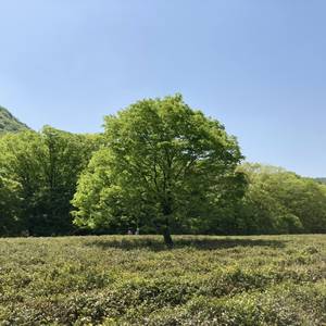 김구리