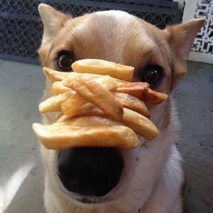 ๐ถโ๐ซ๏ธ๐ฌ